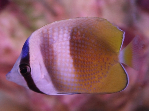  Chaetodon kleinii (Klein’s Butterflyfish, Sunburst Butterflyfish, Orange Butterflyfish )